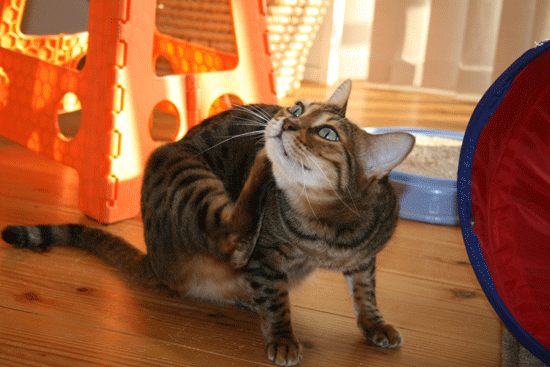 c0011300_13534469.gif