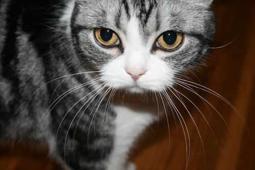 c0011300_13534682.gif