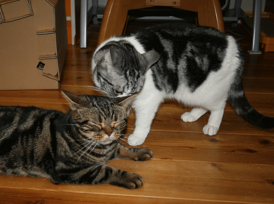 c0011300_13534861.gif