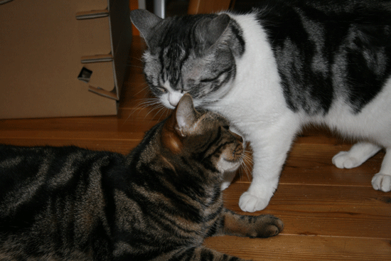 c0011300_13534941.gif