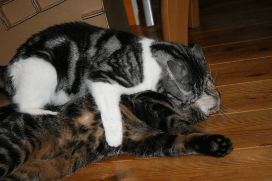 c0011300_13535000.gif