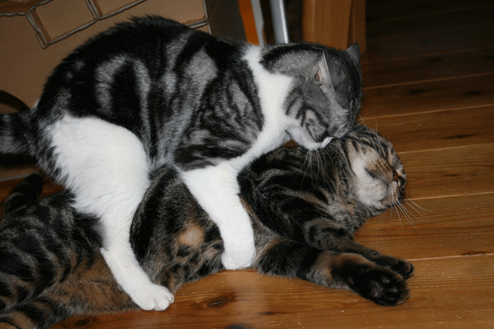 c0011300_13535034.gif