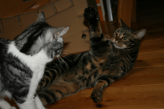 c0011300_13535117.gif