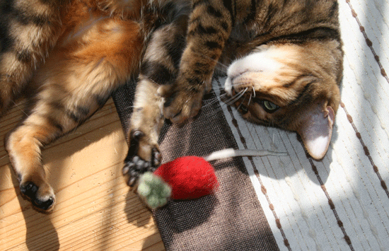 c0011300_13535262.gif