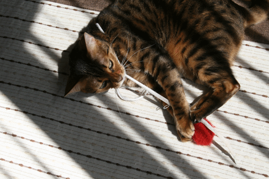 c0011300_13535366.gif
