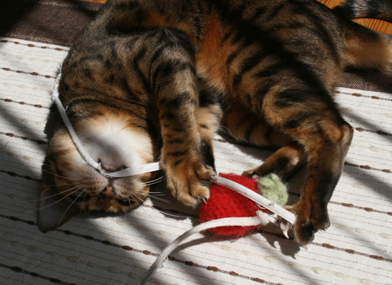 c0011300_13535425.gif