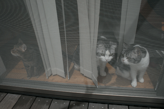 c0011300_13535546.gif