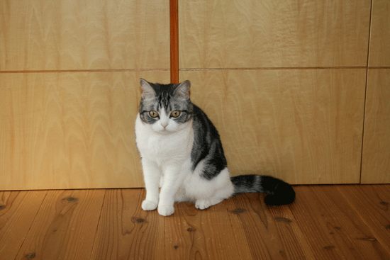 c0011300_13535838.gif