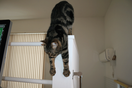 c0011300_13540170.gif