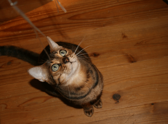 c0011300_13540246.gif