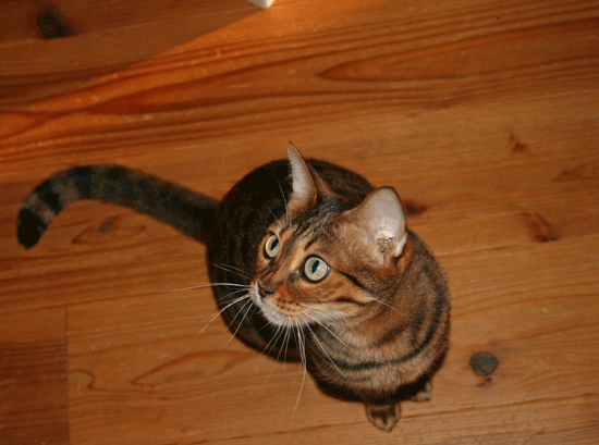 c0011300_13540393.gif