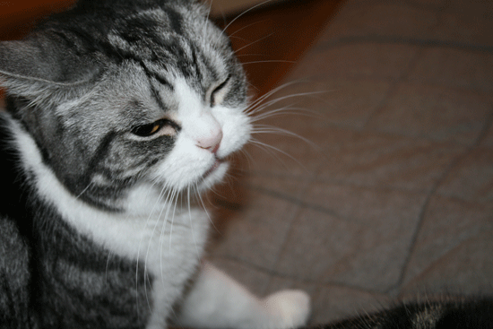 c0011300_13540430.gif