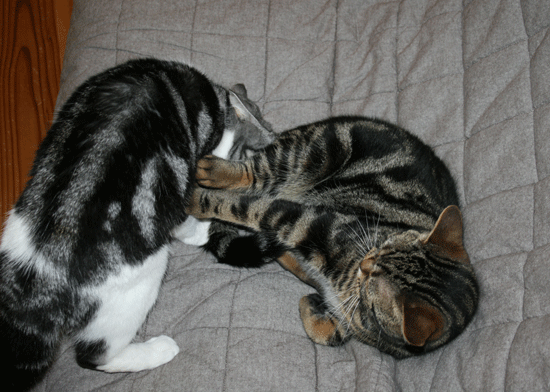 c0011300_13540452.gif