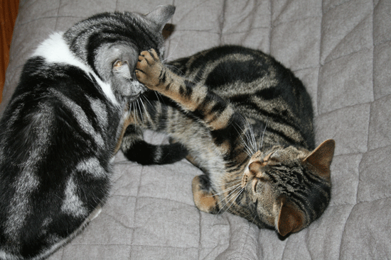 c0011300_13540540.gif