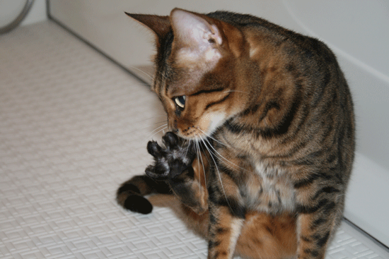 c0011300_13541039.gif