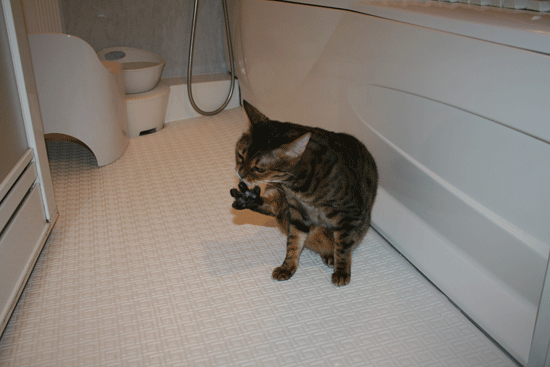 c0011300_13541071.gif