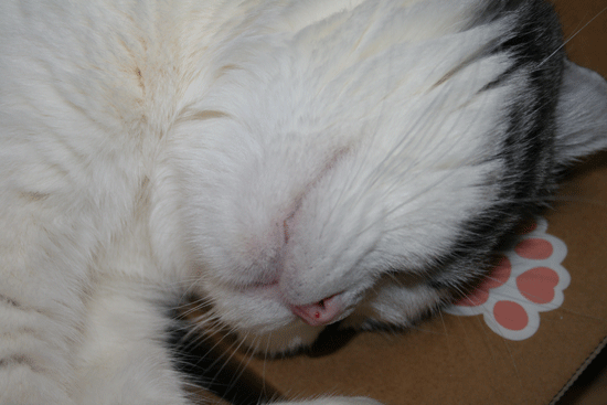 c0011300_13541331.gif