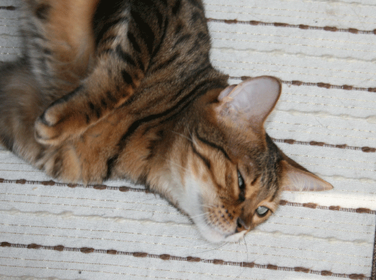 c0011300_13541572.gif