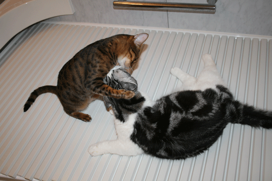 c0011300_13541604.gif