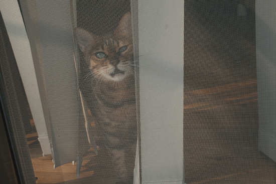 c0011300_13542697.gif