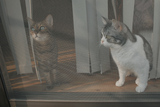c0011300_13542770.gif