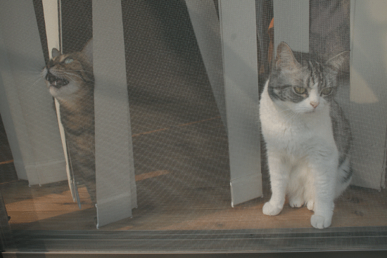c0011300_13542805.gif