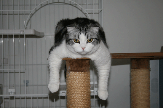 へ こき まし たね あなた