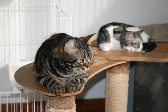 c0011300_13550447.gif