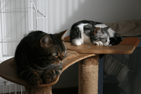 c0011300_13550575.gif
