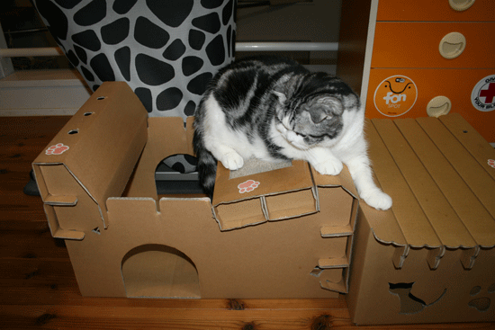 c0011300_13553594.gif