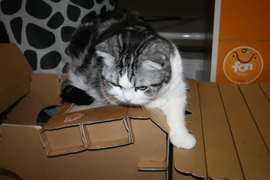 c0011300_13553705.gif
