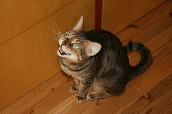 c0011300_13553814.gif