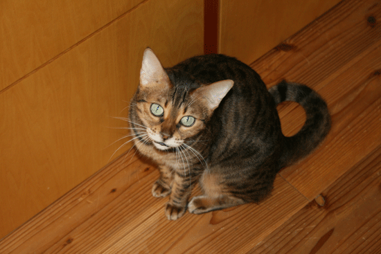 c0011300_13553918.gif