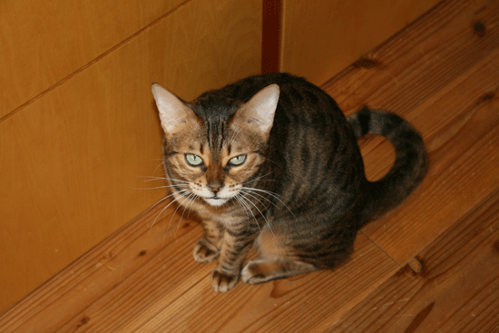 c0011300_13553941.gif