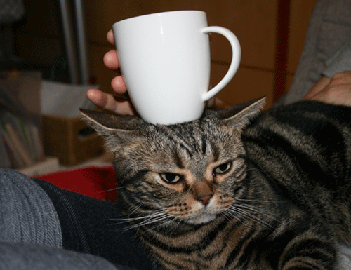 c0011300_13554075.gif