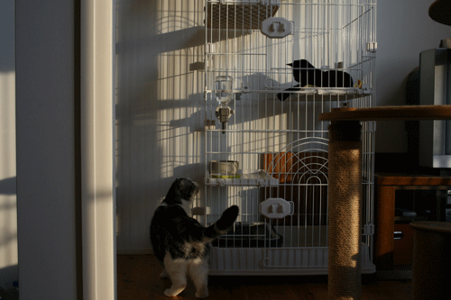 c0011300_13554656.gif