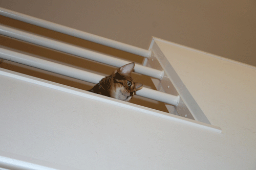 c0011300_13554742.gif