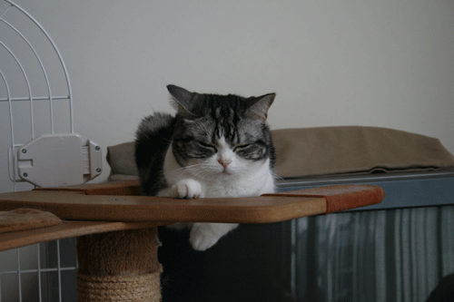c0011300_13554777.gif