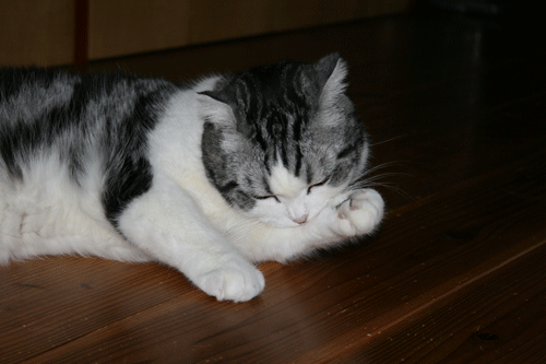 c0011300_13554854.gif