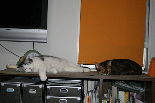 c0011300_13555118.gif