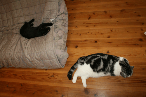 c0011300_13555155.gif