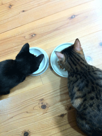 c0011300_13555330.gif