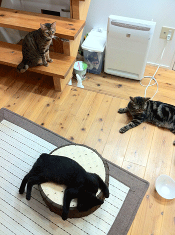 c0011300_13555416.gif