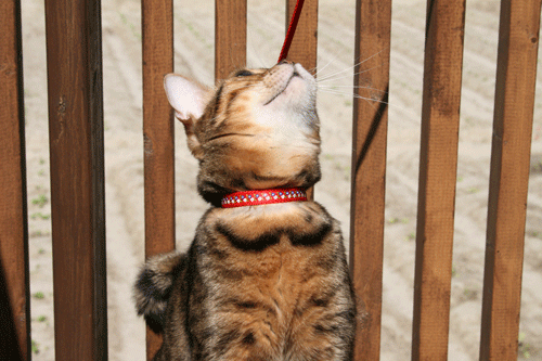 c0011300_13561268.gif
