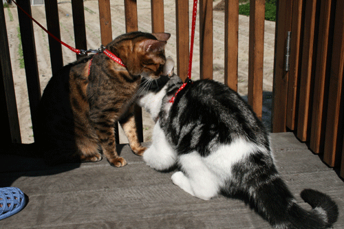 c0011300_13561430.gif