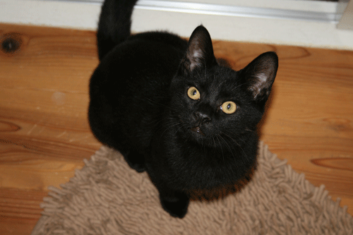 c0011300_13562000.gif
