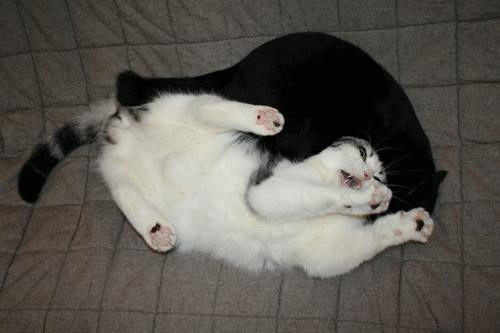 c0011300_13573829.gif