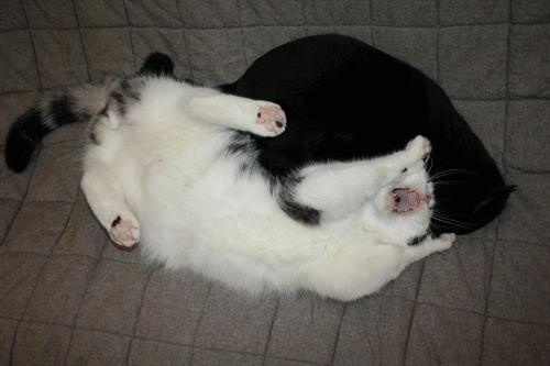 c0011300_13573918.gif