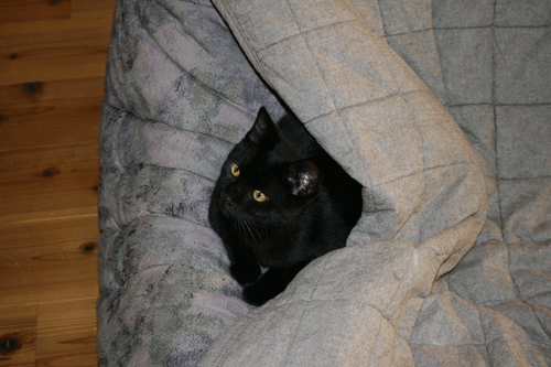 c0011300_13574583.gif