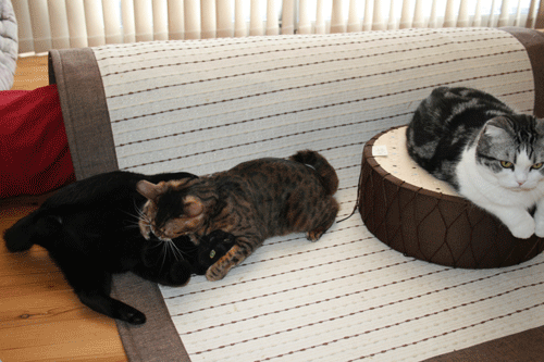c0011300_13574602.gif